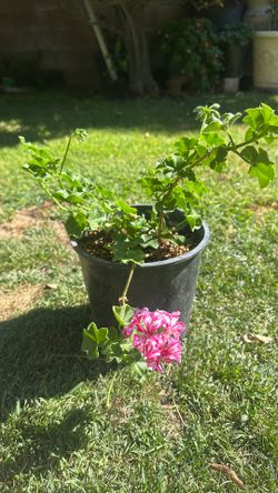 Zonel geranium