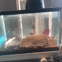 Ball Python For Sell