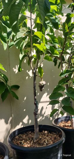 🌳 MASSIVE 7ft+ Grafted Lisa Pride Atemoya Tree (with FRUIT!) 🍈