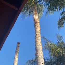 free palm tree u take out