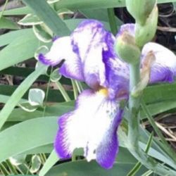 Purple, white & blue iris flowers. Available Now!
