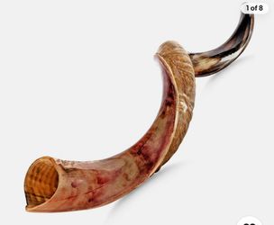 Large Natural Ram's Horn Shofar