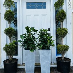 $69 Each Beautiful Pothos 