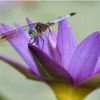 4dragonflies 