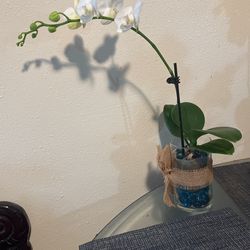 Natural Orchid