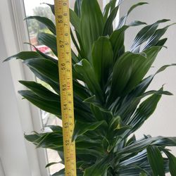 Natural plant _ Dracaena Janet