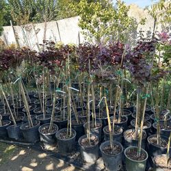 Rose Trees 30$ Each