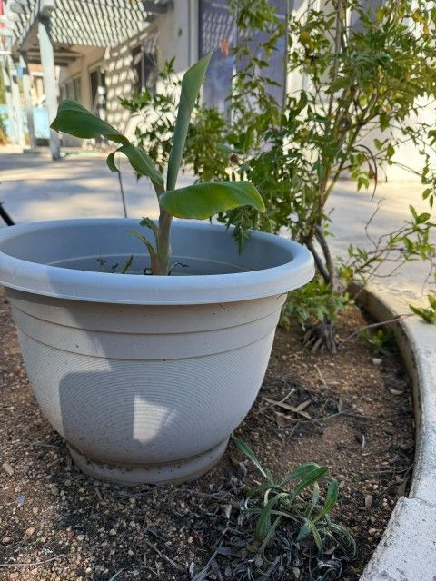 Thai Banana Tree