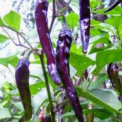Rare Organic Purple Cayenne Pepper Seeds! 2026 SEASON EARLY RELEASE! 