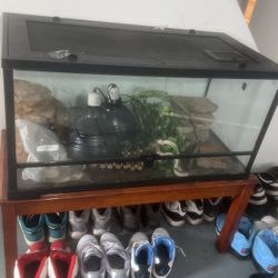 Bearded Dragon Enclosure 