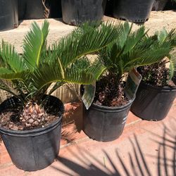 Beautiful Sago Palm $32 Each Come Before There Gone