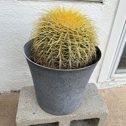 Golden Barrel Cactus Plant