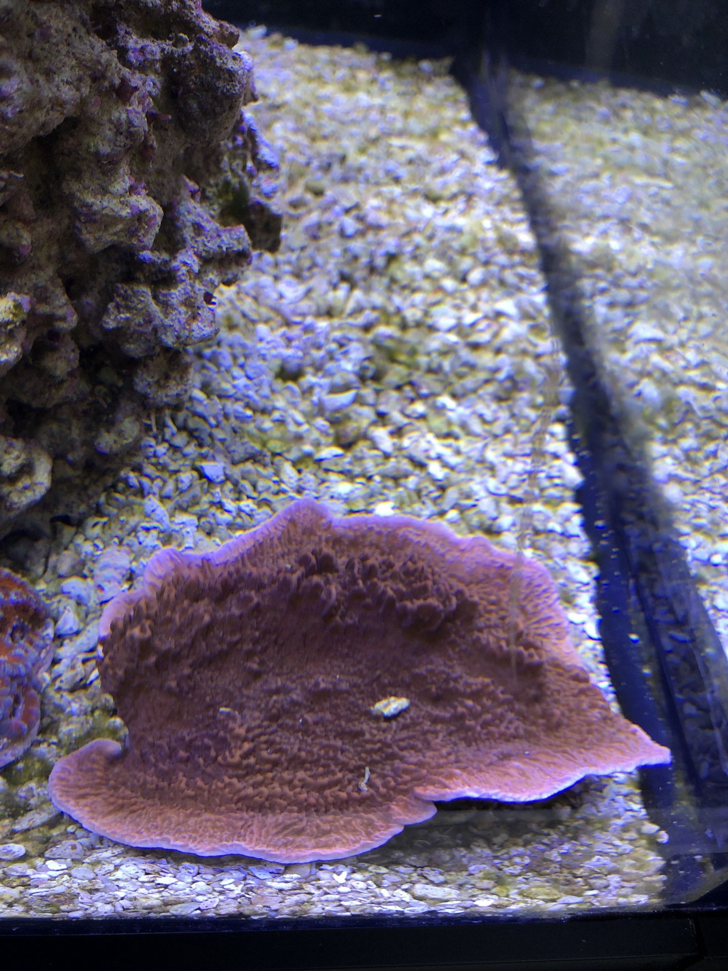 reef tank frag coral