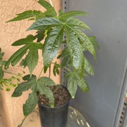 HERMOSAS PLANTAS NATURALES”ABUTILON  PLANT 