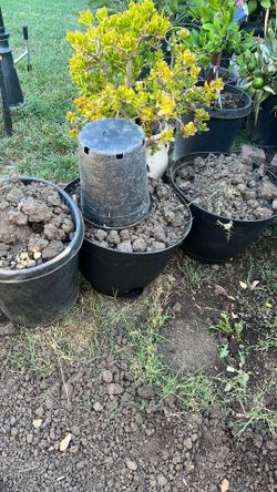 Free dirt for plants