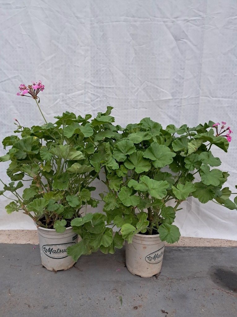 VIVID Pink LIVE Geranium Plants (tall)