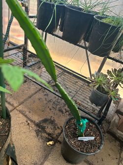 dragonfruit  in 1 gal