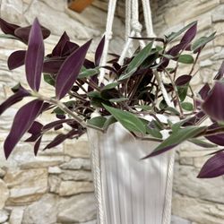 House Plant In Textured Ceramic Pot 5”H.