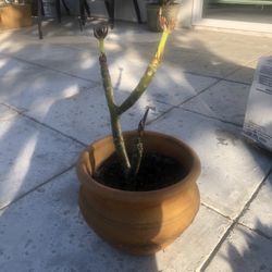 Plumeria