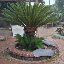 FREE Sego Palm Tree 5'