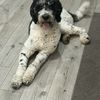 hugo