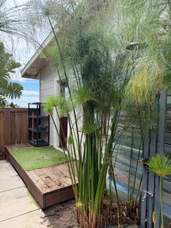 Plants
