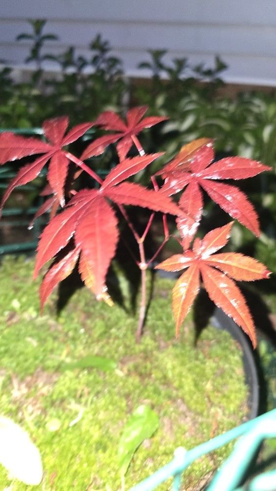 Japanese Red Maple Seedlings (at various diff ages)