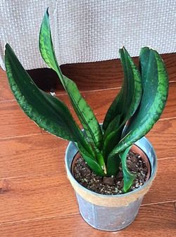 Beautiful Live Healthy Sansevieria Whitney Indoor Houseplants With Nursery Pots and metal pot $14