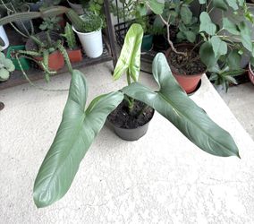 Philodendron   Silver  sword   Plant