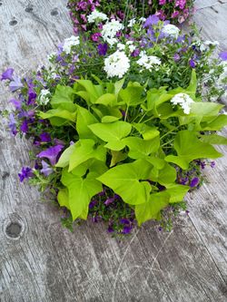Mixed hanging basket