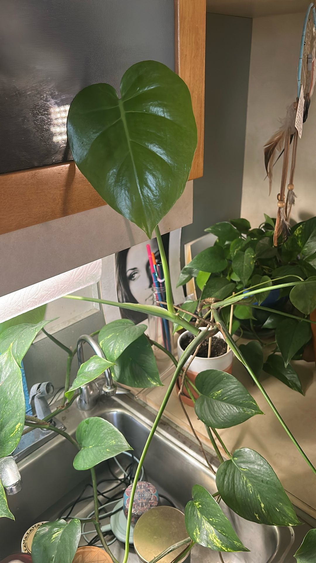 Small Monstera Plant With Pot