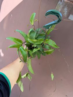 6” hoya rígida