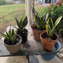 Snake Plants 3 Gallons Pot 