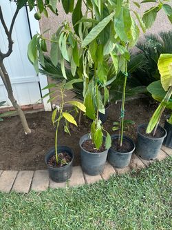 3 avocado very healthy trees