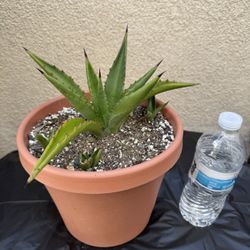 Agave Plant/Maguey