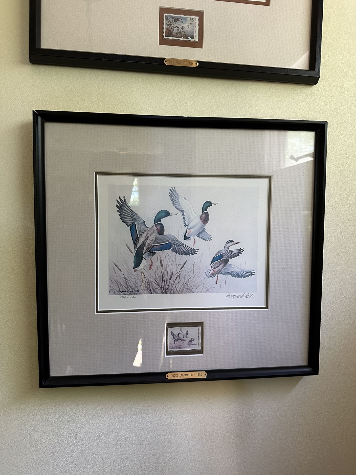 Framed duck Stamp