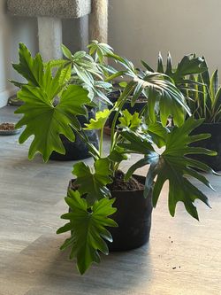 Philodendron