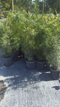 Podocarpus Overgrown - 3 Gallons