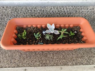 Plant succulent hablo español