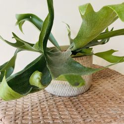 Staghorn Fern Plants