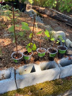 Seedless Grape Plants – Rooted Canadice & White Marquis – $15 Each OBO