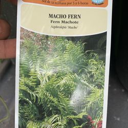 Macho Fern Plant