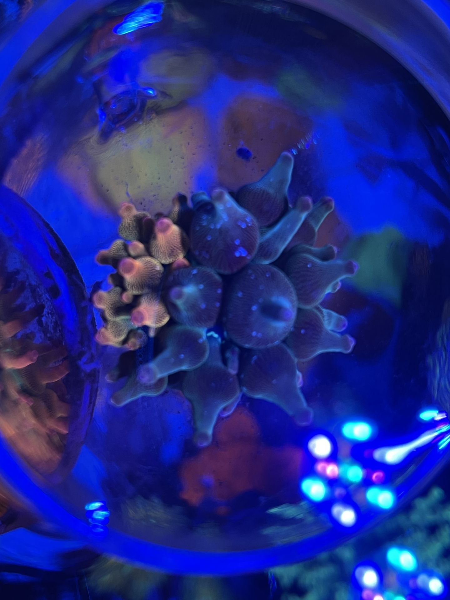 Fake Nexus Anemone Aquarium Decoration