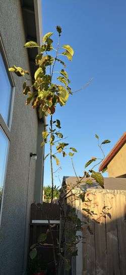 Apple tree Potted it’s 3 year old tree 14 feet established