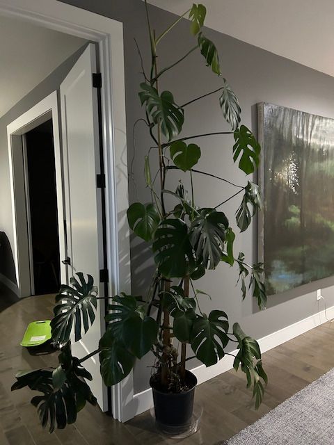 Free Monstera Plant. 9 Ft Tall