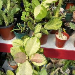 Variegated Hoya Lisa Plant 🪴 