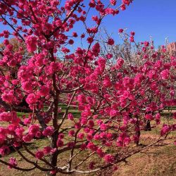 Early Red Flowering Peach Tree