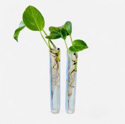 Rooted Golden Pothos Cuttings