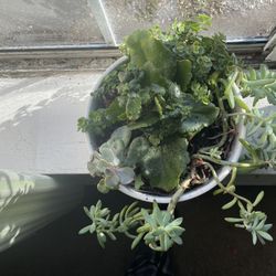 Succulents 