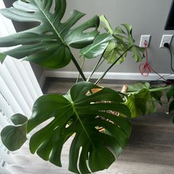 Monstera Deliciosa Plant